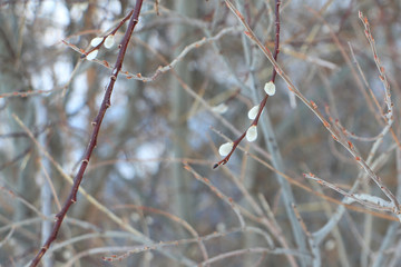 Buds of pussy willow on branch in the early spring