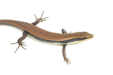 Close up of a colorful wild lizard (Agamidae) isolate on white
