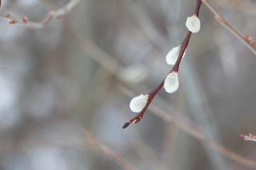 Buds of pussy willow on branch in the early spring