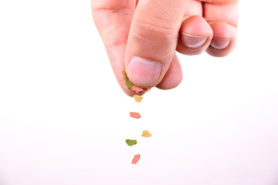 Fototapeta feeding fish with flake fish food falling to service feeding fish