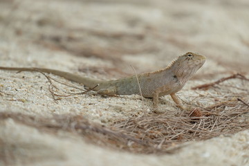 lizard on the sand
