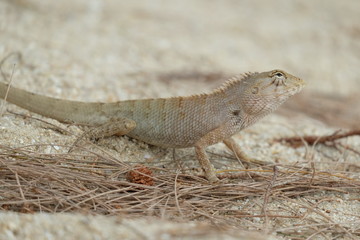 lizard on the sand