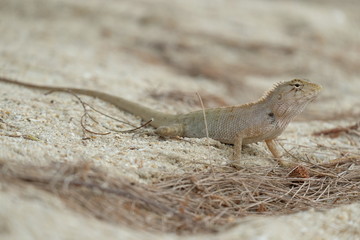 lizard on the sand