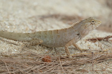 Lizard, Iguana on the sand
