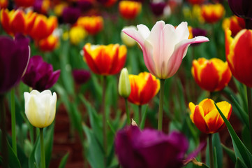 The beautiful blooming tulips in garden 
