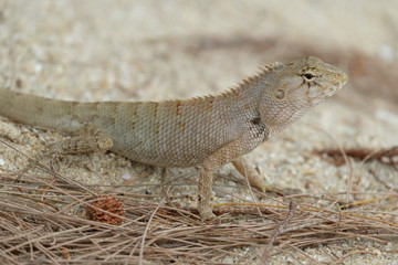 Lizard, Iguana on the sand