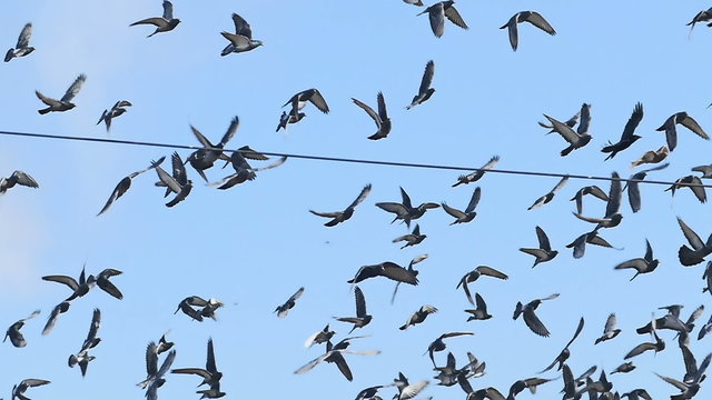 flock of  dove pigeons sky birds fly against blue slow motion video