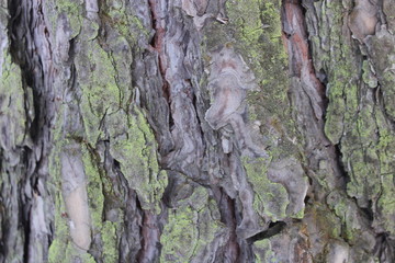 Tree bark texture with moss