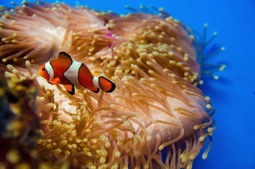 coral in deep blue sea