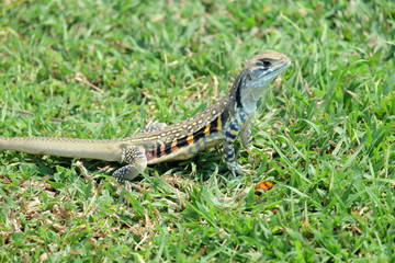 Butterfly lizard, Small-scaled lizard, Ground lizard