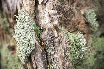 Stump with moss