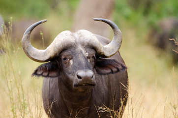 A Cape Buffalo head and face. Kruger National Park, South Africa. 