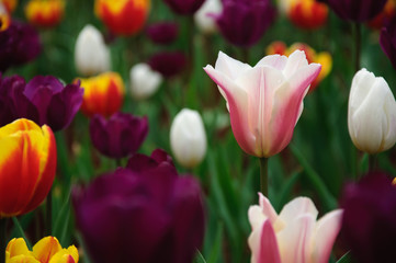 The beautiful blooming tulips in garden 
