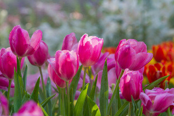Pink tulips flower with bouquet