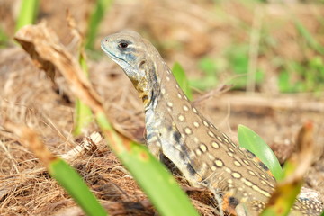 Butterfly lizard, Small-scaled lizard, Ground lizard