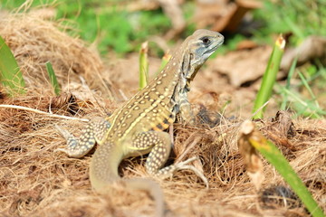 Butterfly lizard, Small-scaled lizard, Ground lizard
