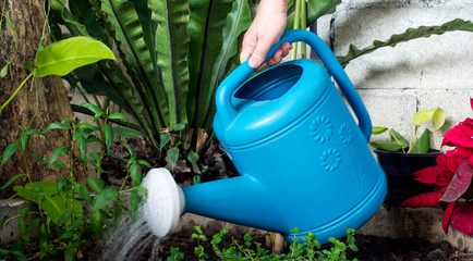 Watering pot
