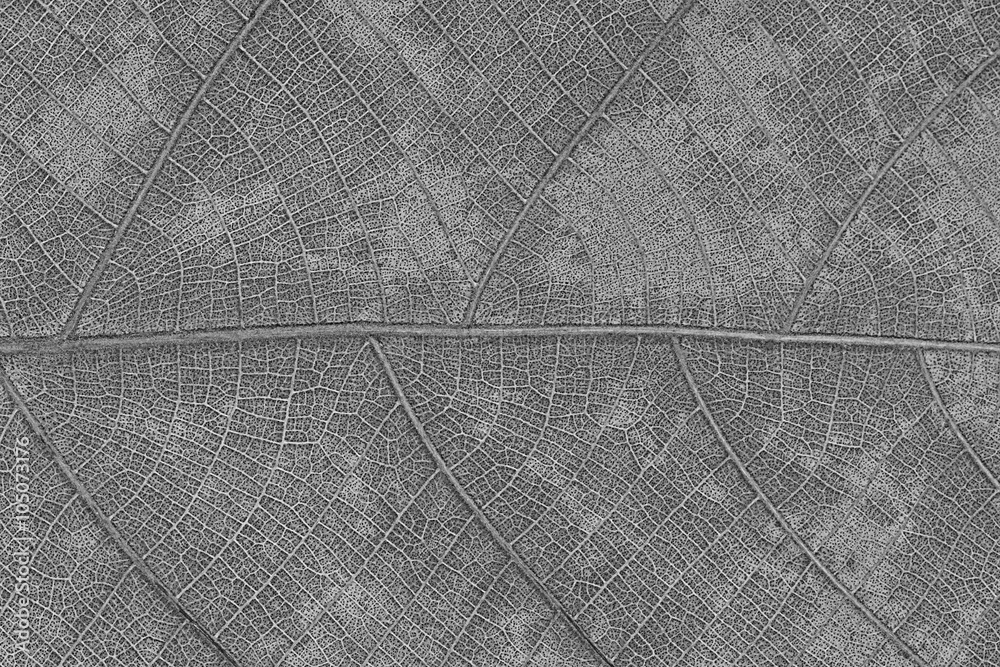 Aufkleber Design of dry leaf texture for pattern and background