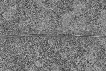Design of dry leaf texture for pattern and background