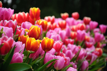 Obraz premium The beautiful blooming tulips in garden 
