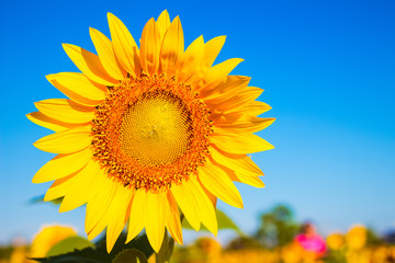 Sunflower in garden with sky background. Sunflower garden during