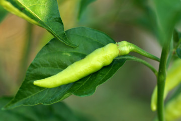 Fresh yellow pepper on tree