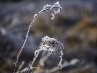 frozen plants - dead plants in small crystals of ice, open aperture with soft bokeh, nature