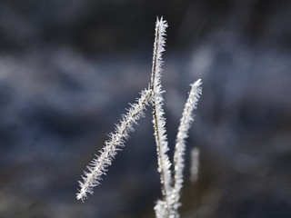 frozen plants - dead plants in small crystals of ice, open aperture with soft bokeh, nature