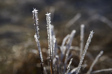 Fototapeta premium frozen plants - dead plants in small crystals of ice, open aperture with soft bokeh, nature