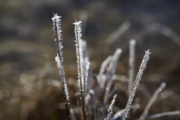 frozen plants - dead plants in small crystals of ice, open aperture with soft bokeh, nature