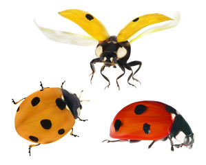 three color ladybugs isolated on white