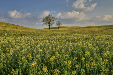 Oil seed rape field in early spring, nature, EU
