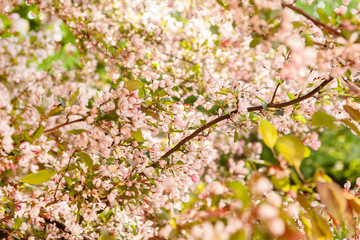 Obraz premium cherry blossom