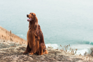 Red irish setter sitting near the sea