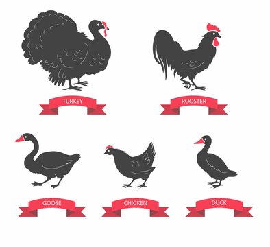 Set of detailed quality vector silhouettes of chicken, rooster, goose, turkey, duck. Vector Illustrations isolated on white background.