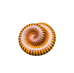 Millipede isolated on white.