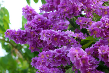 Violet color of Queen's crape myrtle flower.