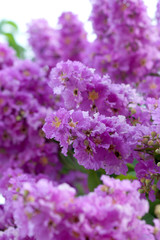 Obraz premium Violet color of Queen's crape myrtle flower.