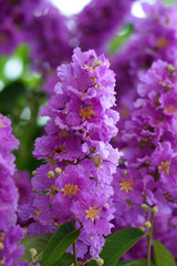 Violet color of Queen's crape myrtle flower.