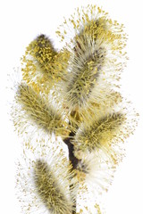 Twig of Based Easter isolated on white background