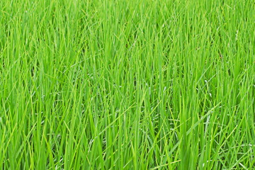Green grass with dew drops for pattern and background