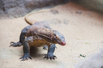 Famous Komodo dragon - world largest lizard