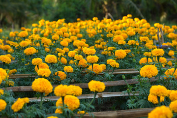 Marigold in the garden