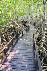 Obraz premium Mangrove forest trail