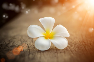 Obraz na płótnie Canvas frangipani flower in the morning.