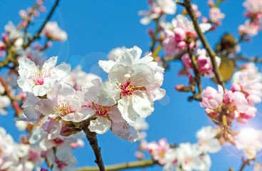 Spring beauty : fragrant almond blossoms :)