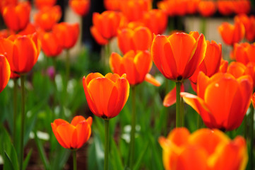 Obraz premium The beautiful blooming tulips in garden 
