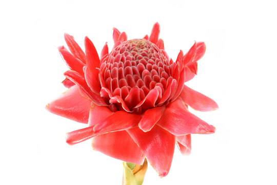 Tropical flower of red torch ginger.