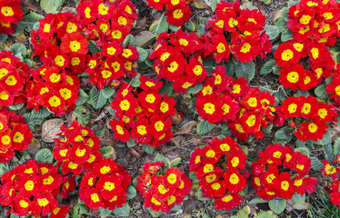 Primroses planted in a flowerbed