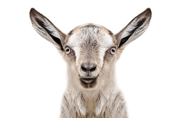 Portrait of a young gray goat